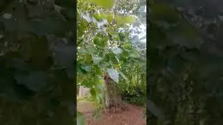 Die d&auml;nische Rotbuche