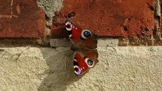European Peacock Butterfly | British Wildlife | Manningtree