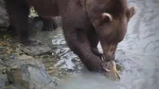 Bears of the Chilkoot River in Haines, Alaska