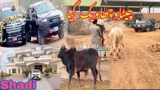 Aj Alhamdulillah Nkura fully White Bachra Sale Ho Gia And Shadi Per Gay G