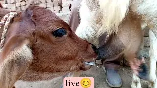 Cute baby enjoying milk from goat | Nikka Haji