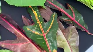 ASMR RELAXATION LEAVES IN SAMOAN ISLANDS SATISFYING CRUNCH (Click Subscribe & Like for more videos)