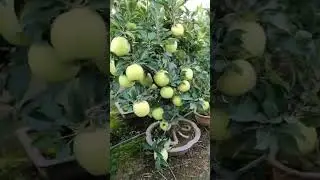 Hybrid Apple 🍎 tree farming #shorts