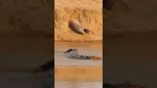 🐆 LEOPARD LAUNCH! Rhino Feeds Croc! 【衝撃】ヒョウが空を飛ぶ！サイの一撃でワニの餌食に