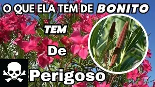 Oleandro Espirradeira VENENOSA ☠️