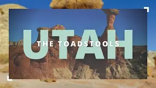 The Toadstools