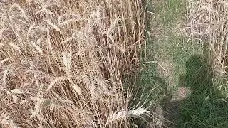 kapaen se gehu ktae he rahi hay