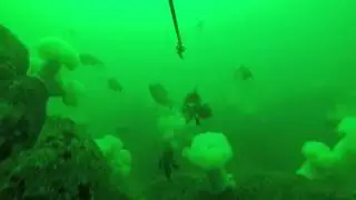 Rockfish Jigging with a GoPro