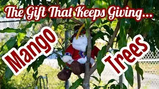 Mango Trees at Truly Tropical!