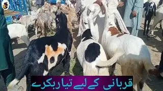 Animal farm channel | amazing animals compilation | goat animal sounds | Bakra Eid