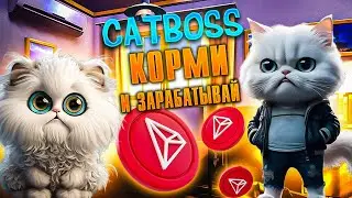 CatBOSS &mdash; корми котов, и они принесут тебе TRX! Новая мини-игра.