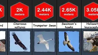 Comparison: Bird Flight Height
