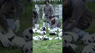 Wow, so many baby pandas sunbathing! 🐼☀️ Can I pick one?😍 #panda
