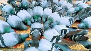 অরিজিনাল জালালি কবুতর। Original Jalali Kabutar। How To Pigeon। বুনো কবুতর।