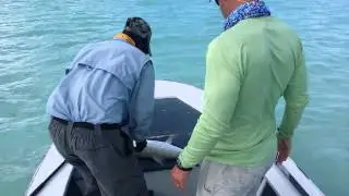 JT Huge 12.5lb Bonefish