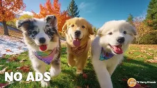 12 Hours of Dog TV for Dogs to Watch 🎵❤️ BEST Entertain Videos for Dogs | Dog Music | NO ADS