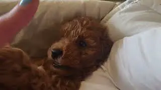 Той пудель Марсель моя любовь 😍 