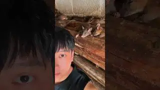 People in China Eat These Rats Like Meat 🤯