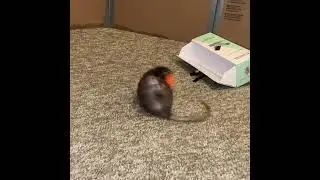 My pet rat Olive practicing drawer fetch + spinning with a ball! #shorts