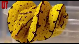 10 Most Beautiful Snakes ln The World 