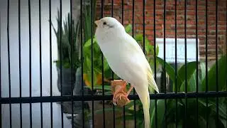 Belgian Canary Tempts All The Canaries to Sing‼️ The Most Magical Training