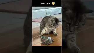 Cat gets scared of frog #shorts