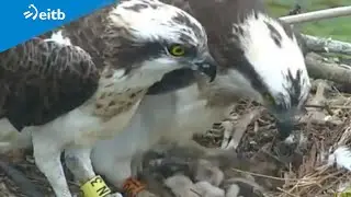 Munduko lehen arrano arrantzale albinoa jaio da Urdaibain