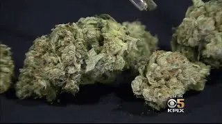 CA: Concerns About Cannabis-Impaired Driving Prompt Official Summit