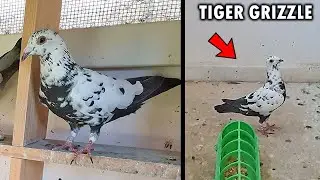 TIGER GRIZZLE RACING PIGEON NAME?