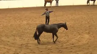 191015 Open Hunter Yearling Longe Line Stakes Mike Tivoli