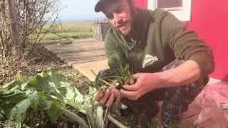 Propagation through root division of bulbs 