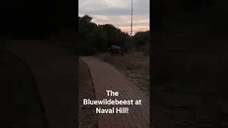 The Blue Wildebeest at Naval Hill.