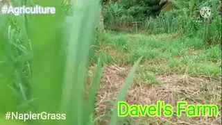 Super Napier Harvesting and the regrowth of the plant  for livestock. #Fodder #silage #agriculture