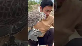 I&rsquo;M FEEDING MY SAKER FALCON.#shortsvideo #birds #shortsfeed #shorts #shortsyoutube