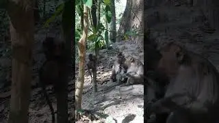 Baby Monkey happy Play around & Cling Tree EP4 #Shorts @Mr_Wild_Animal
