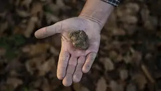 Итальянские трюфели онлайн