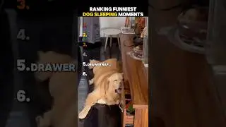 Ranking Funniest Dog Sleeping Moments