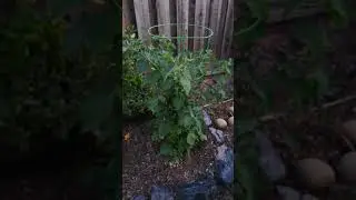 Golden Berry plant aka ground cherry plant