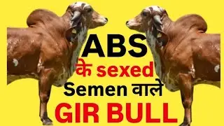 ABS के sexed semen वाले GIR BULL || Top ABS Gir bull for Breeding || सर्वश्रेष्ठ गिर बुल ll #youtube