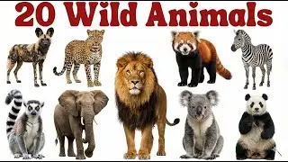 Learn Wild Animals Name | जंगली जानवरों के नाम | Animals for Kids