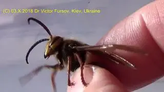 MACRO: Queen & Drone of European Hornet, Vespa crabro (Vespidae, Hymenoptera)