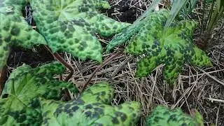 Podophyllum Spotty Dotty in the Large Raised Bed 🌿☀️🌿