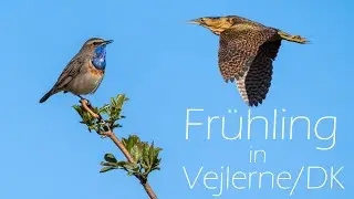 Rohrdommel, Blaukehlchen und Co in Vejlerne DK 2022