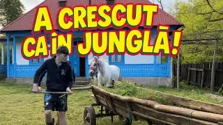 Джунгли в доме в Мындрешти? Я убрал ЛУНУ!