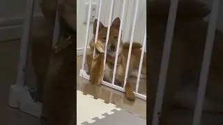 This Dog Is Ready for Halloween 🎃