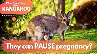 THEY CAN PAUSE THEIR PREGNANCY? |ThatQuestion about KANGAROO