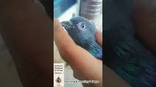 Pigeon eyes infection drops||Pigeons ADDA p20||