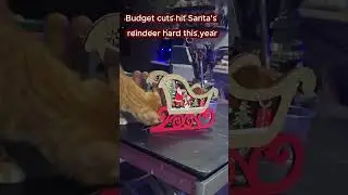 Budget cuts hit Santa's reindeer hard this year... #cat #funnypets