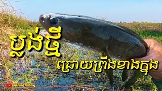 ប្លង់ចុងខ្សាច់ខាងក្នុង / Amazing snakehead fishing #fishingdaily #fishing #amazingfishing #fishtank 