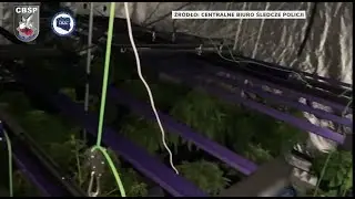 Policjanci zlikwidowali plantację marihuany